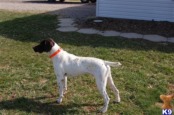 Stud Dogs - German Shorthaired Pointer